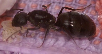 Camponotus spec. 2 konigin.JPG