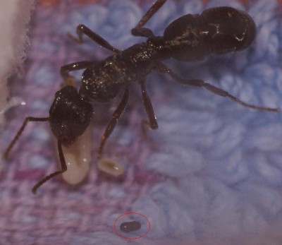 Ectatomma ruidum konigin met eitje en larven.JPG