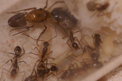 Camponotus substitutus konigin met werksters.JPG