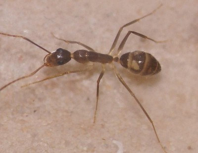 Camponotus substitutus werkster.JPG