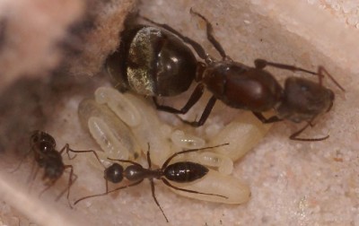 Camponotus spec. 1 konigin met werksters.JPG
