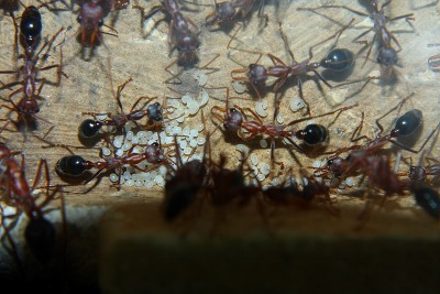 Myrmecia pavida_1.JPG