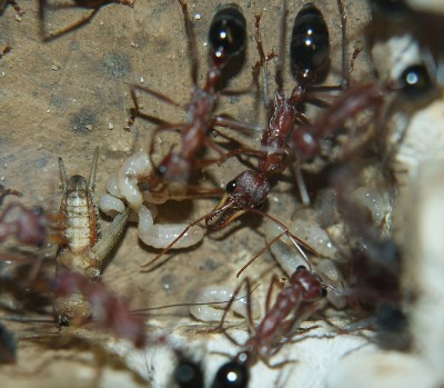 Myrmecia 3.jpg