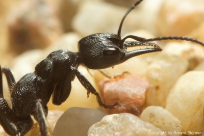 Myrmecia__02-800.JPG