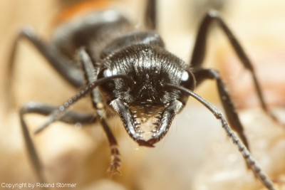 Myrmecia__04-800.JPG