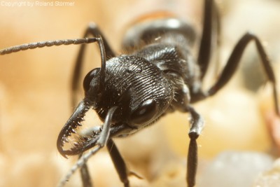 Myrmecia__06-800.JPG