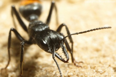 Myrmecia__07-800.JPG