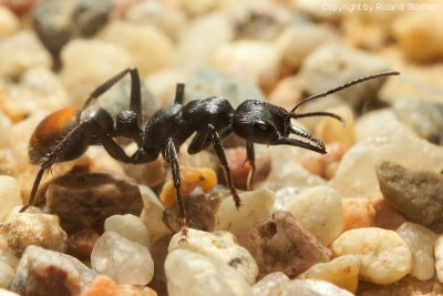 Myrmecia__08-800.JPG