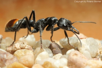 Myrmecia__10-800.JPG