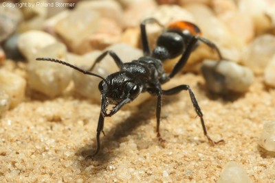 Myrmecia__11-800.JPG