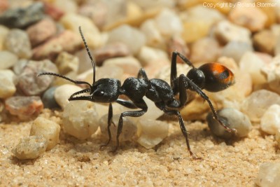 Myrmecia__12-800.JPG