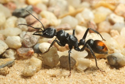 Myrmecia__13-800.JPG
