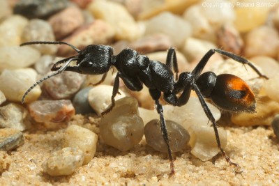 Myrmecia__14-800.JPG