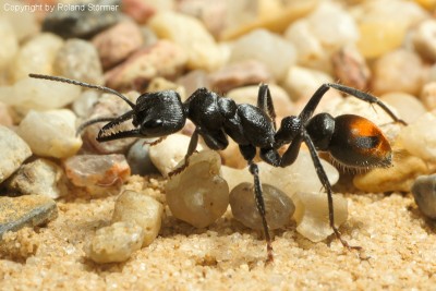 Myrmecia__15-800.JPG