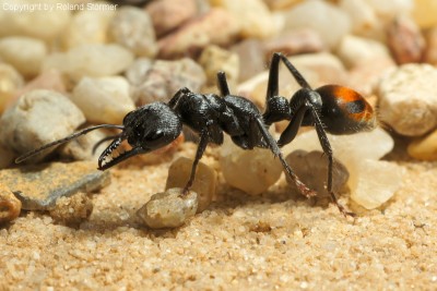 Myrmecia__16-800.JPG
