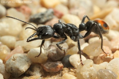 Myrmecia__17-800.JPG