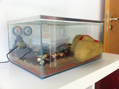 Diacamma Rogusum 1.JPG