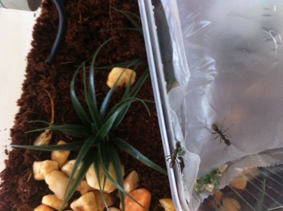 Diacamma Rogusum 2.JPG