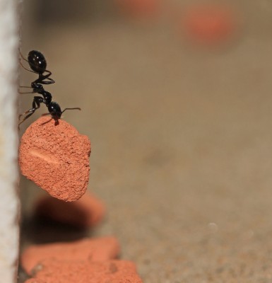 tragende meise kleiner.jpg