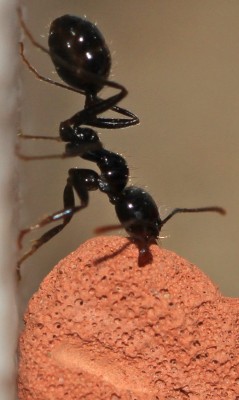 tragende meise 100 crop.jpg