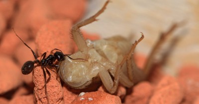 Meise beim Futter kleiner.jpg