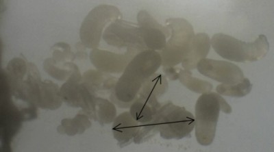 16 24.03.2011 g Nummer eins 3.jpg