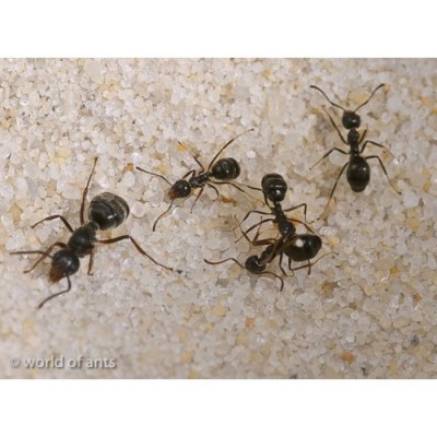 dolichoderus_ant2049.jpg