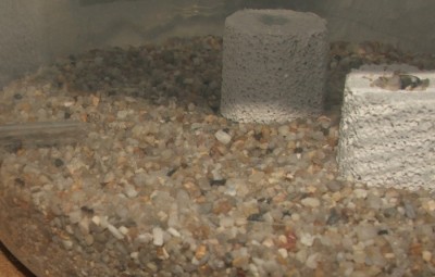 19 22.04.2011 h Ameisen.JPG