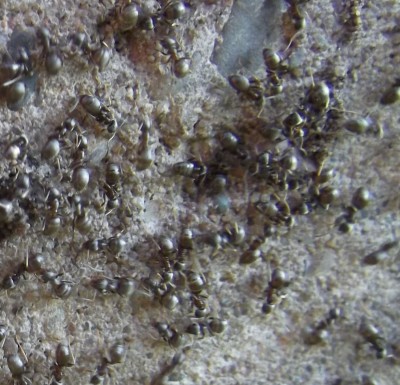 Ameisenüberfall 2.jpg