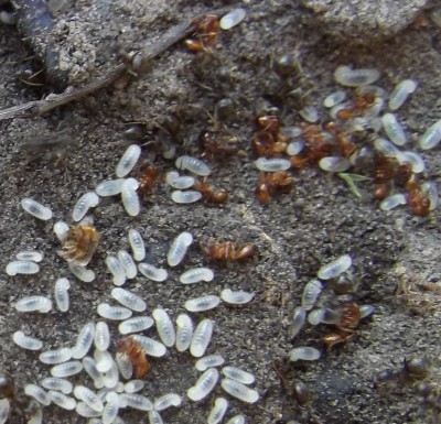 Ameisenüberfall 3.jpg