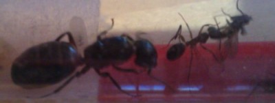 Ameise3.JPG