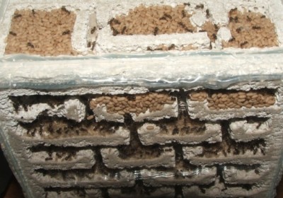 26 10.05.2011 a Puppenlager 1.JPG