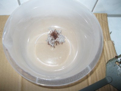 Hier sieht man die Königin, die ich mit Hilfe eines Löffels herausgeholt habe. Wahnsinn, wie sie beschützt, aber auf beruhigt wird. / IMG_0305.JPG IMG_0305.JPG