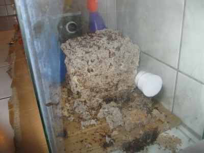 Der Pilz hielt zum größten Teil stand. Ich kann den Pfannenwender von Sony Entertaiment nur empfehlen. Seine aerodynamische Form, ist wie maßgeschneidert für die Ameisenhaltung und speziell dafür entworfen worden :D / IMG_0317.JPG IMG_0317.JPG