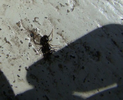 ant2.jpg