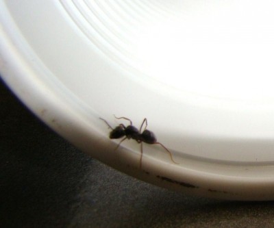 ant.jpg