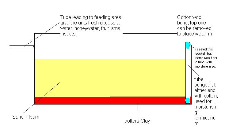 ant farm layout jpeg.JPG