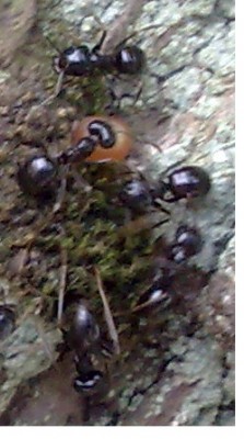 Ameisen closeup2.jpg