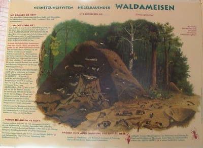 Waldameisenposter01.jpg