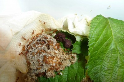 Niko's Atta Cephalotes colony 1.0.jpg