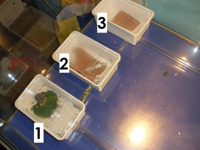 Niko's Atta cephalotes Setup 1.JPG