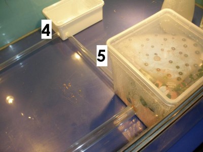 Niko's Atta cephalotes Setup 2.JPG