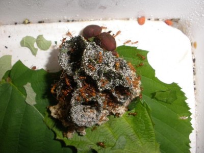 Niko's Atta cephalotes colony (Day 8 Picture 1).JPG