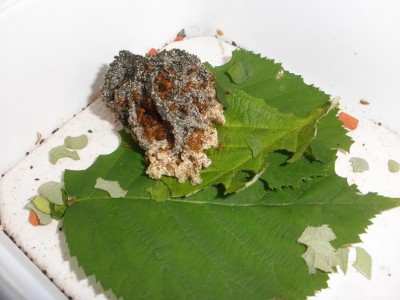 Niko's Atta cephalotes colony (Day 8 Picture 2).JPG