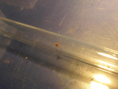 Niko's Atta cephalotes colony, worker with granulate.JPG