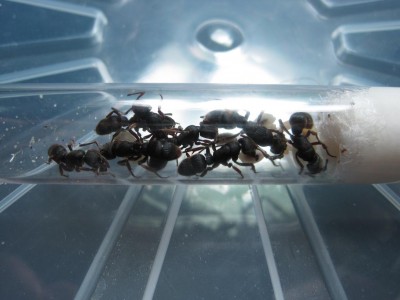 Pachycondyla RG 1.jpg