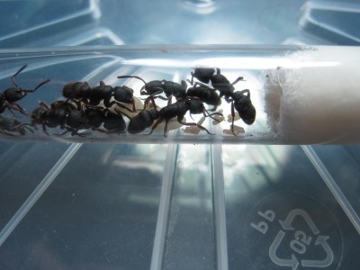 Pachycondyla RG 2.jpg