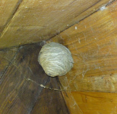 Nest1.jpg