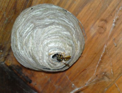 nest4.jpg