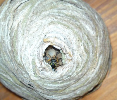 nest5.jpg